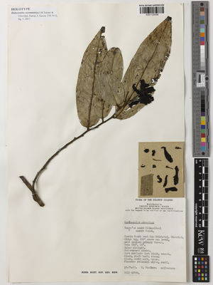 Kew Gardens K001129398:  Runikera, P; collectors [BSIP 12719] Solomon Islands