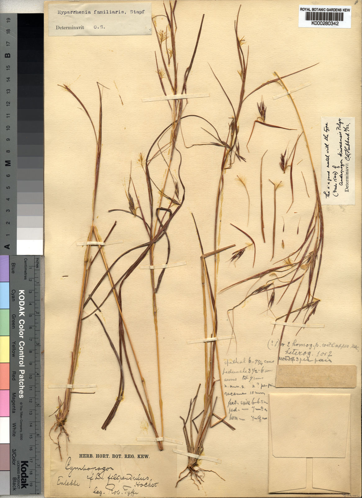 Hyparrhenia Familiaris (Steud.) Stapf | Plants Of The World Online ...