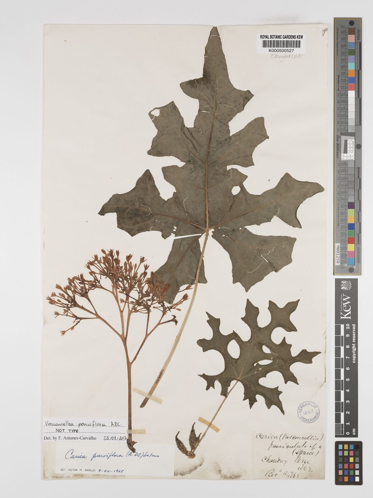 Kew Gardens K000500527:  s.coll. [s.n.] Peru