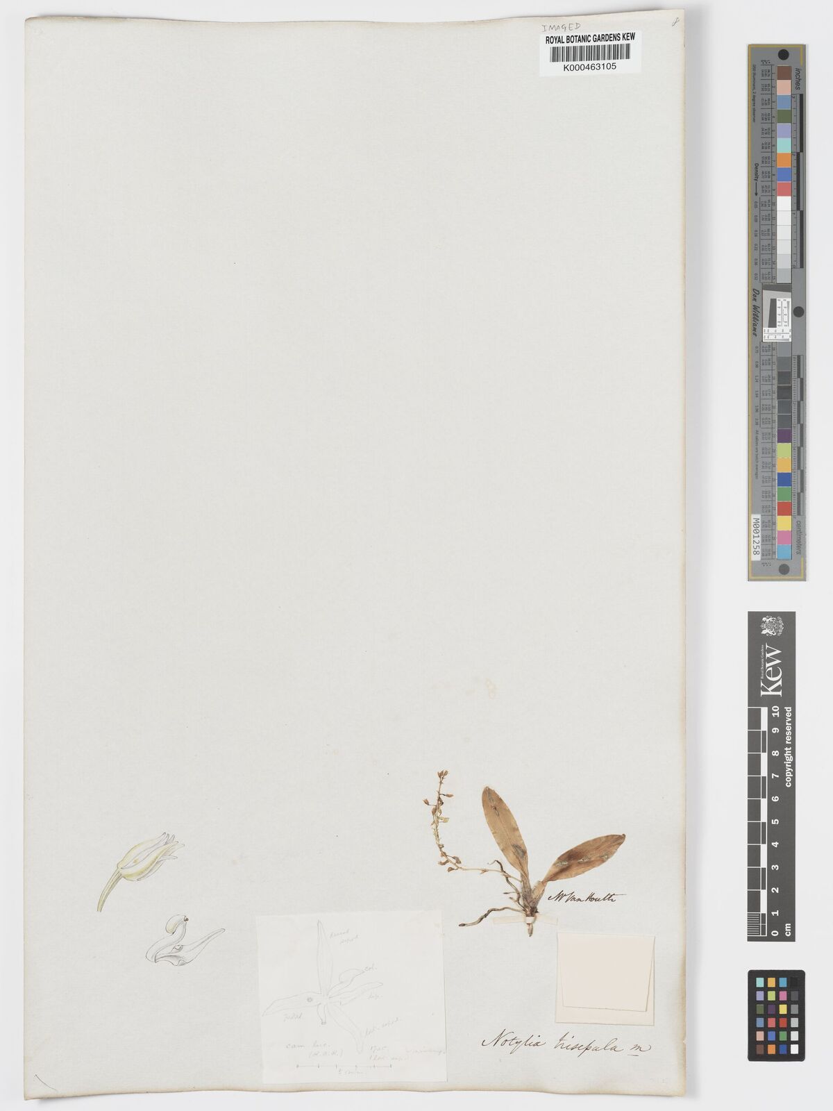 Kew Gardens K000463105:  Houtten, V. [s.n.] Guatemala