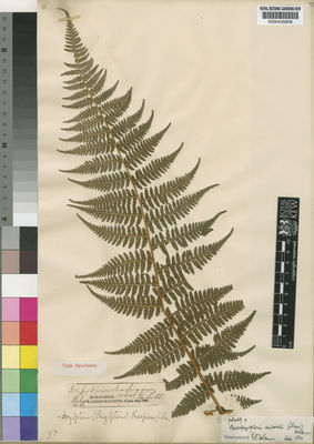 Kew Gardens K000435858:  Langley Kitching [s.n.] Madagascar