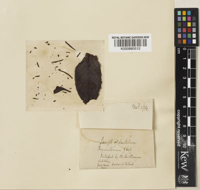 Kew Gardens K000880512:  s.coll. [s.n.] United States