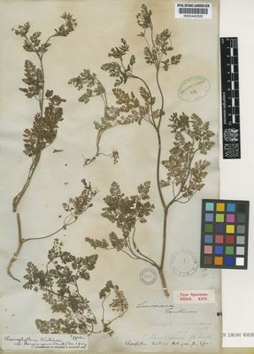 Kew Gardens K000442305:  Tainturier, L.F. [s.n.] United States