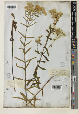 Kew Gardens K001079992:  Gray, A. [s.n.] United States