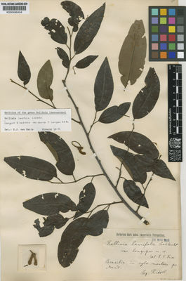 Kew Gardens K000486404:  Riedel [s.n.] Brazil