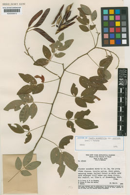 Kew Gardens K000555613:  Irwin, H.S., et.al. [28000] Brazil