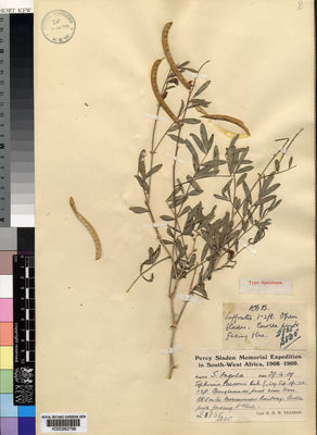 Kew Gardens K000262798:  Pearson, H.H.W. [2835] Angola