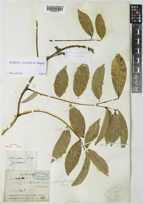 Kew Gardens K000848793:  Gaudichaud, C. [240]