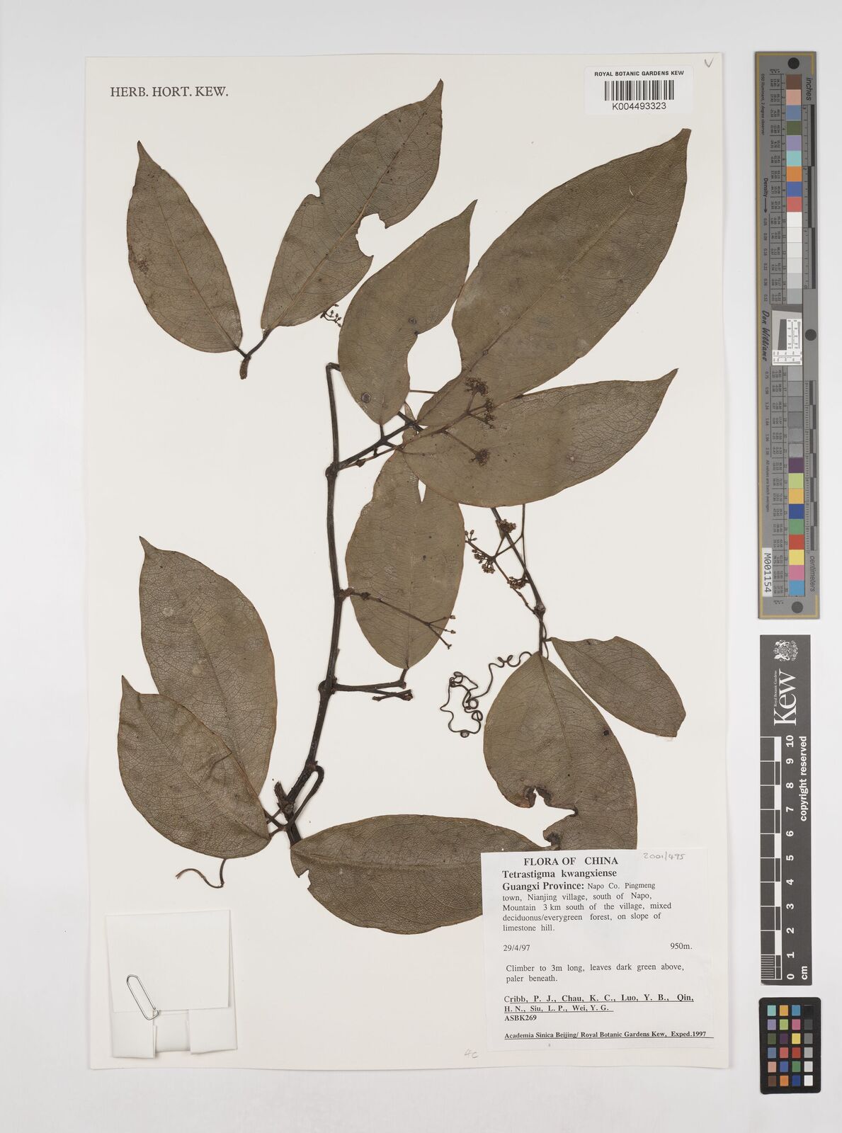 Tetrastigma kwangsiense
