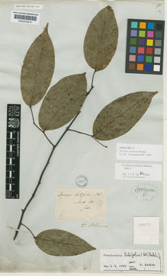 Kew Gardens K000574574:  Blume, C.L., von [s.n.] Indonesia