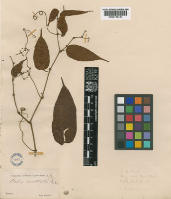 Kew Gardens K000736447:  Korthals, P.W. [s.n.]