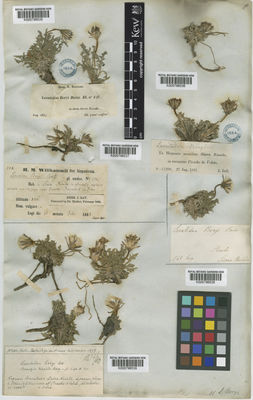 Kew Gardens K000796539:  Huter, R.; Porta, P.; Rigo, G. [682] Spain