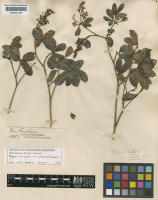 Kew Gardens K000531226:  Glaziou, A.F.M. [11850] Brazil