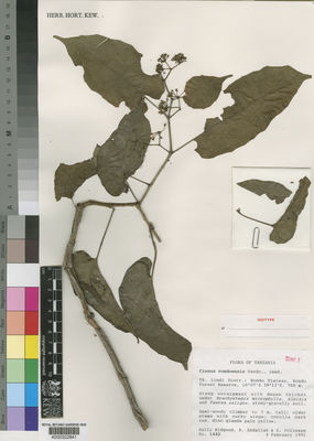 Kew Gardens K000322841:  Bidgood, S.; Abdallah, R.; K. Vollesen [1442] Tanzania