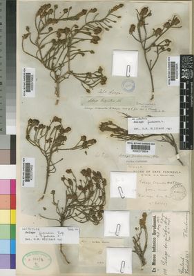 Kew Gardens K000379954:  Wolley-Dod, A.H. [3097A] South Africa