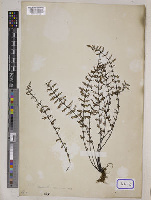 Kew Gardens K001109146:  s.coll. [Cat. no. 66]