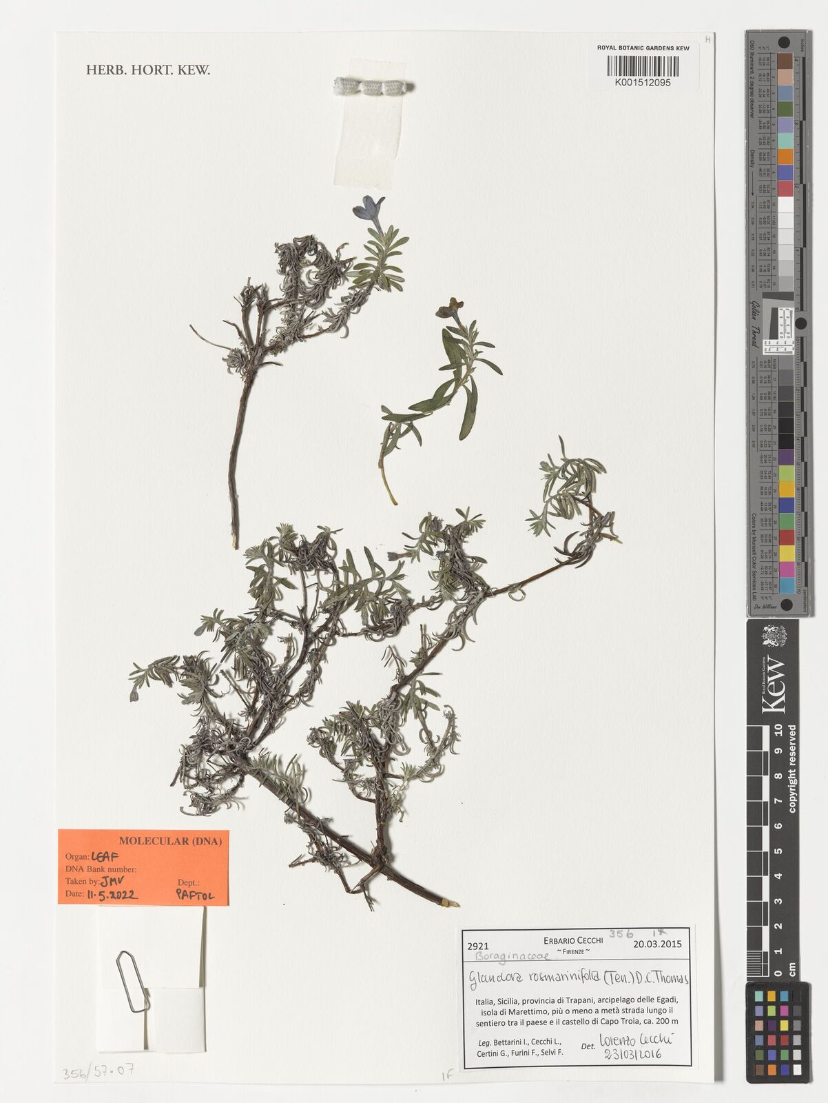 Glandora rosmarinifolia