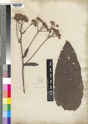 Kew Gardens K000311491:  [s.n.] Madagascar