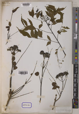 Kew Gardens K000382484:  s.coll. [Cat. no. 6370]