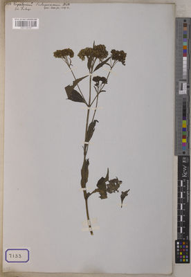 Kew Gardens K001126767:  s.coll. [Cat. no. 7133]