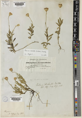 Kew Gardens K000273658:  Parkyns, M. [s.n.] Ethiopia