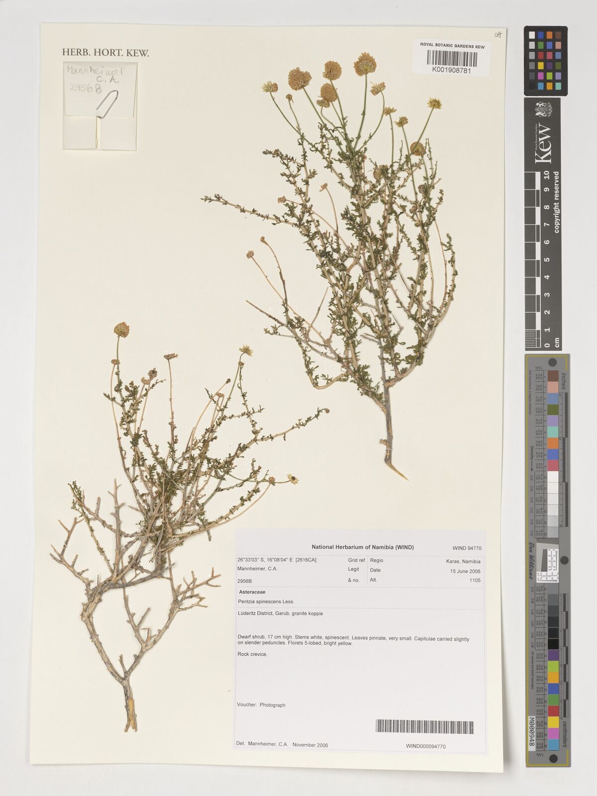Pentzia spinescens