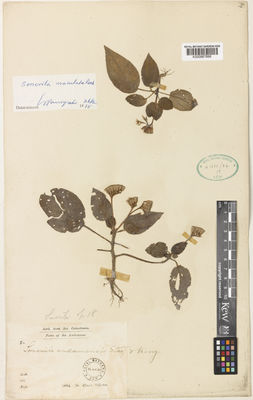 Kew Gardens K000867666:  Dr. King's Collector [s.n.] India