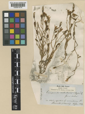 Kew Gardens K000814276:  s.coll. [s.n.]