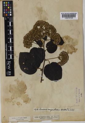 Kew Gardens K000797426:  Wight, R. [3121] India