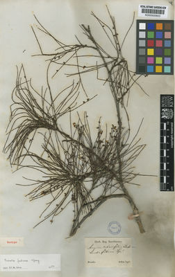 Kew Gardens K000500803:  Sellow [s.n.] Brazil