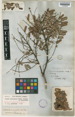 Kew Gardens K000695968:  Porter, G. [s.n.] Malaysia