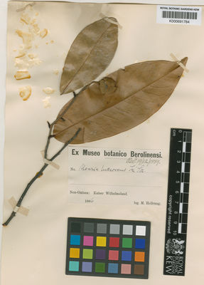 Kew Gardens K000691784:  Hollrung, M.U. [s.n.] Papua New Guinea