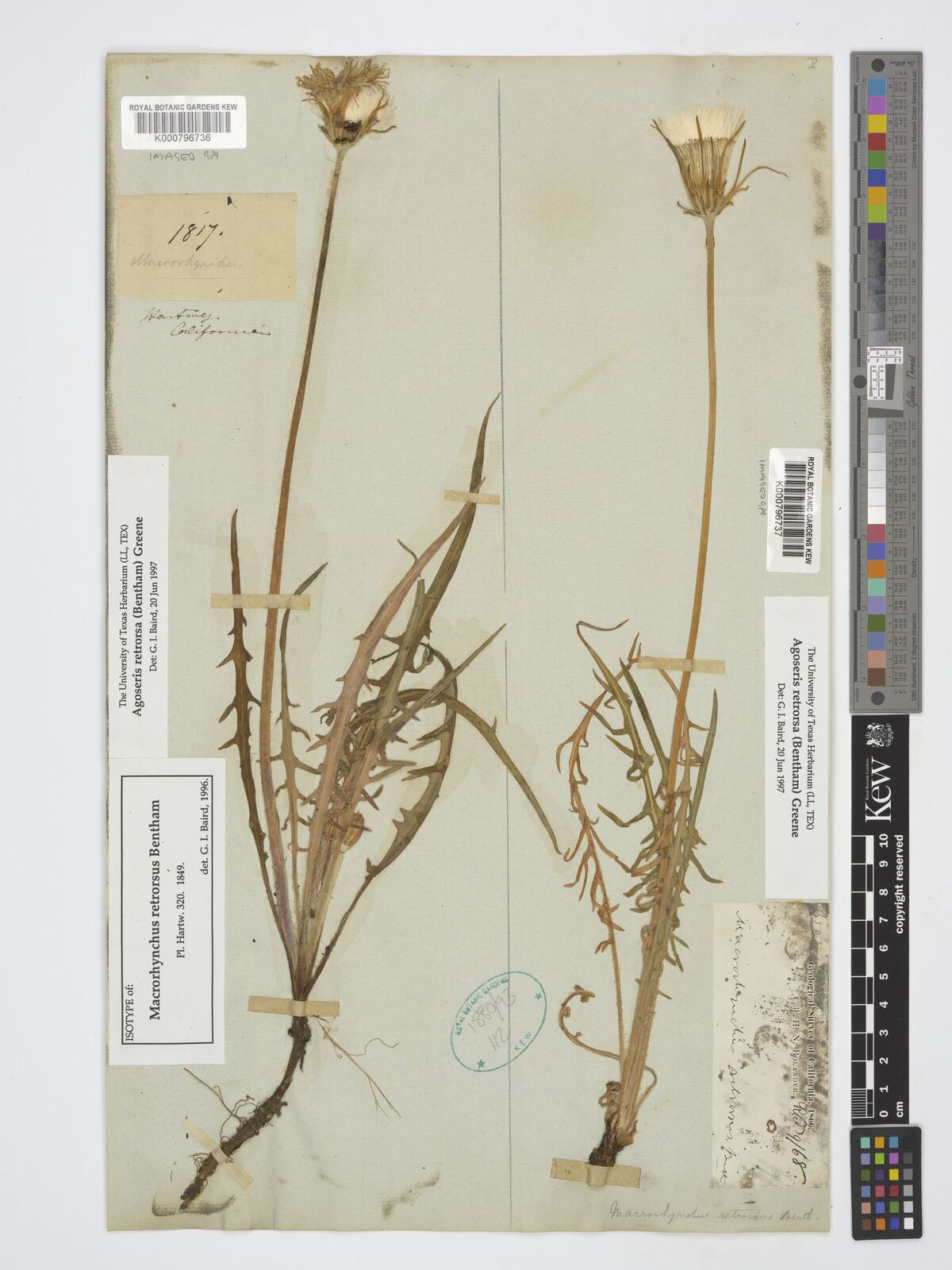 Kew Gardens K000796737:  Bolander, H.N. [s.n.] United States