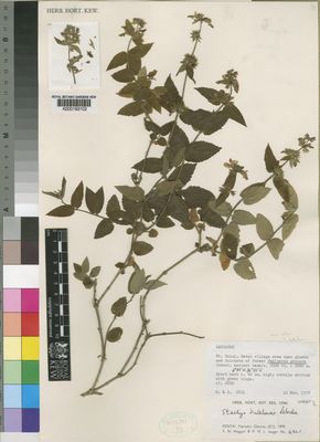 Kew Gardens K000193102:  Hepper, F.; Jaeger, P. [6821] Kenya