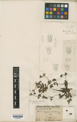 Kew Gardens K000529750:  Bernoulli; Cario [2745] Guatemala