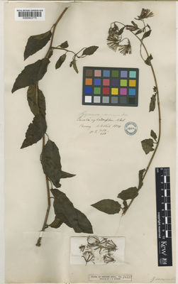 Kew Gardens K000843775:  Wallich, N. [3150]