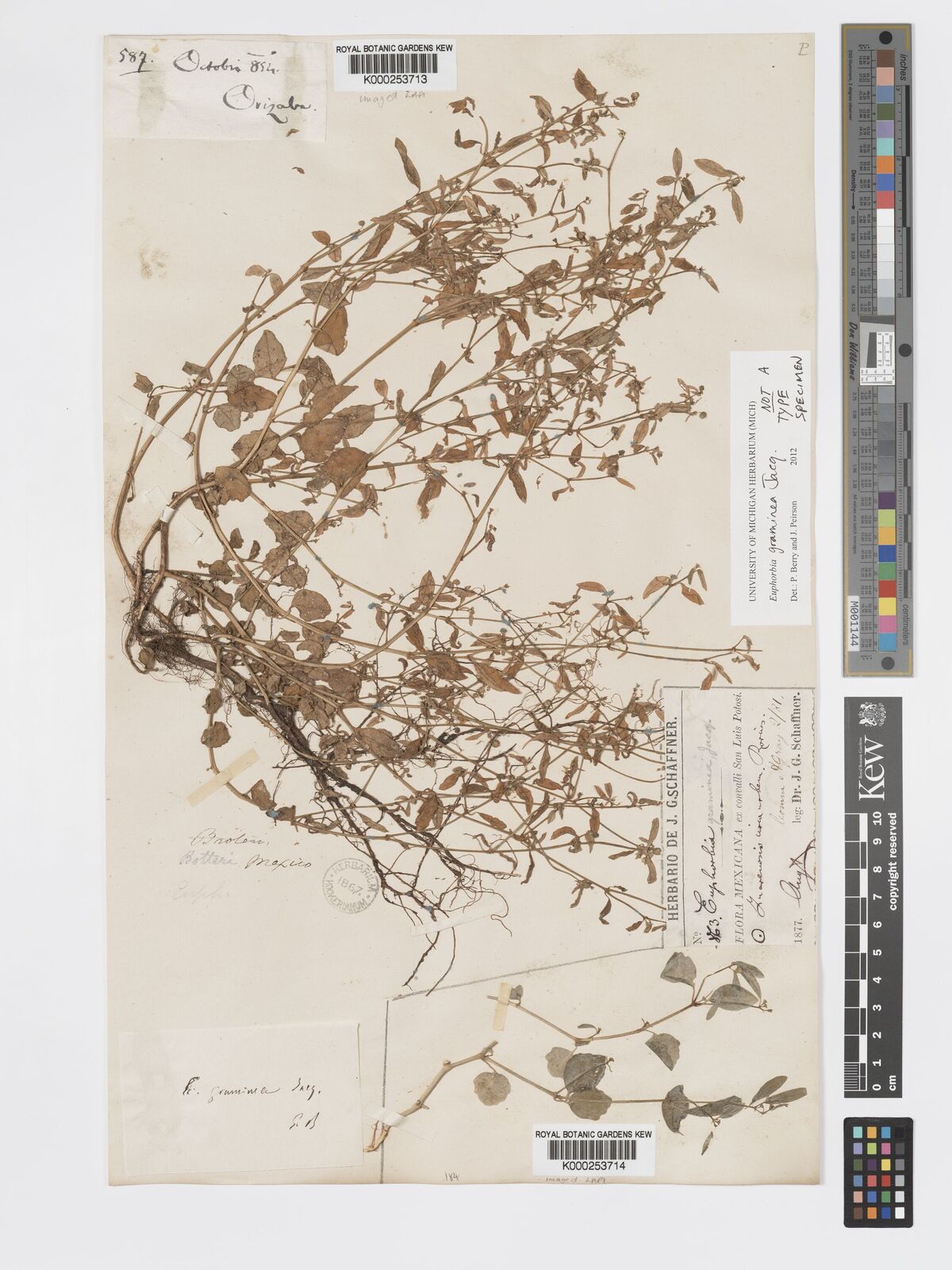 Kew Gardens K000253714:  Schaffner, J. [863] Mexico