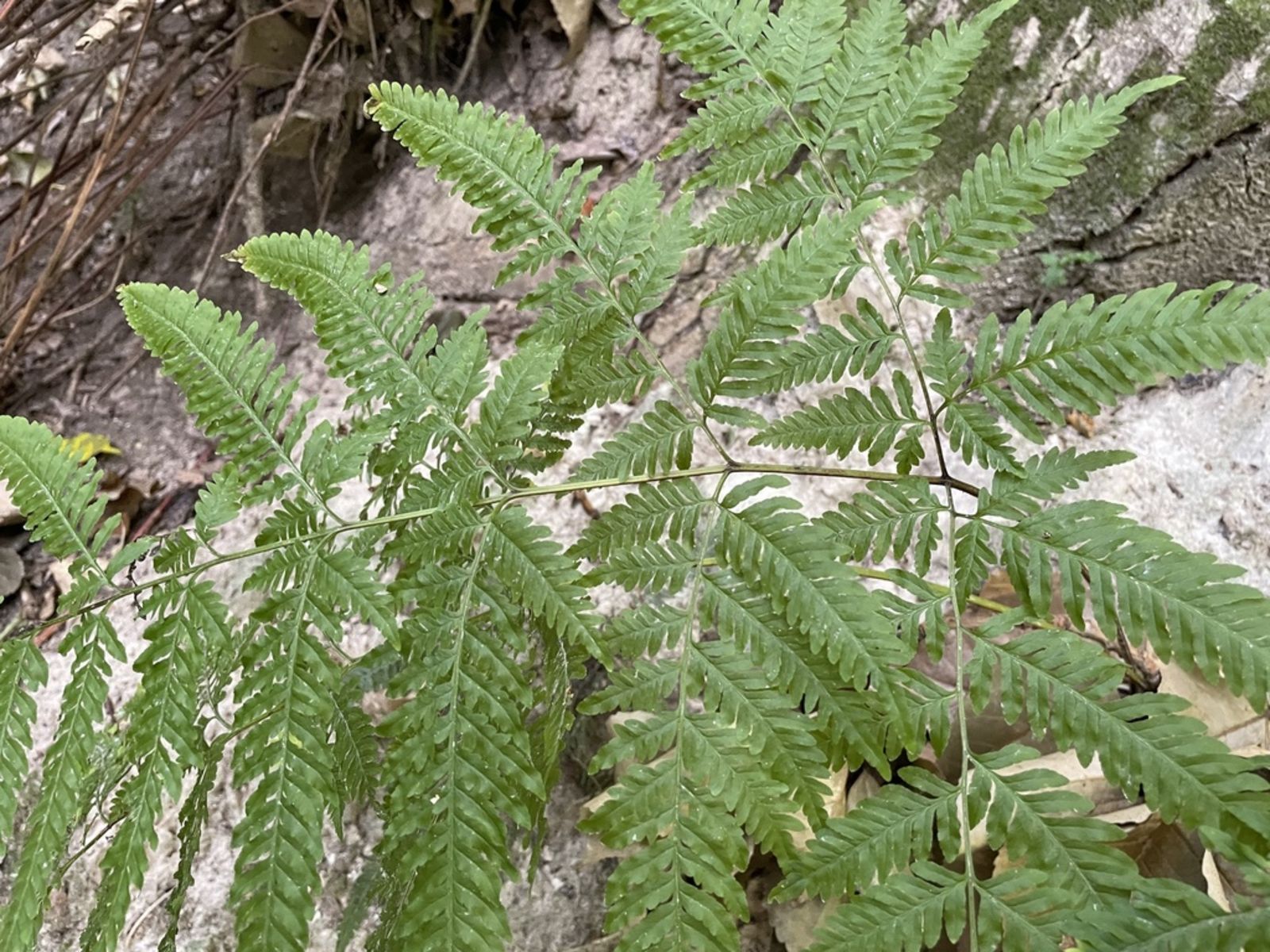 © copyright of the Board of Trustees of the Royal Botanic Gardens, Kew.