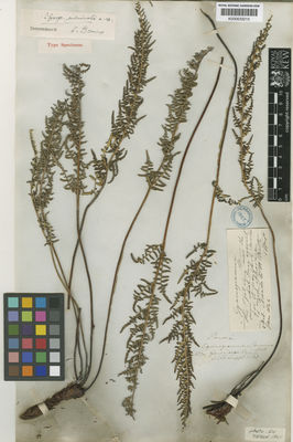 Kew Gardens K000633215:  Purdie [s.n.] Colombia