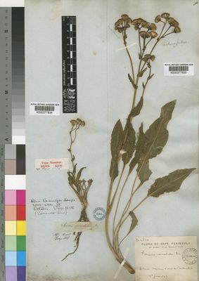 Kew Gardens K000377834:  Drege [s.n.] South Africa