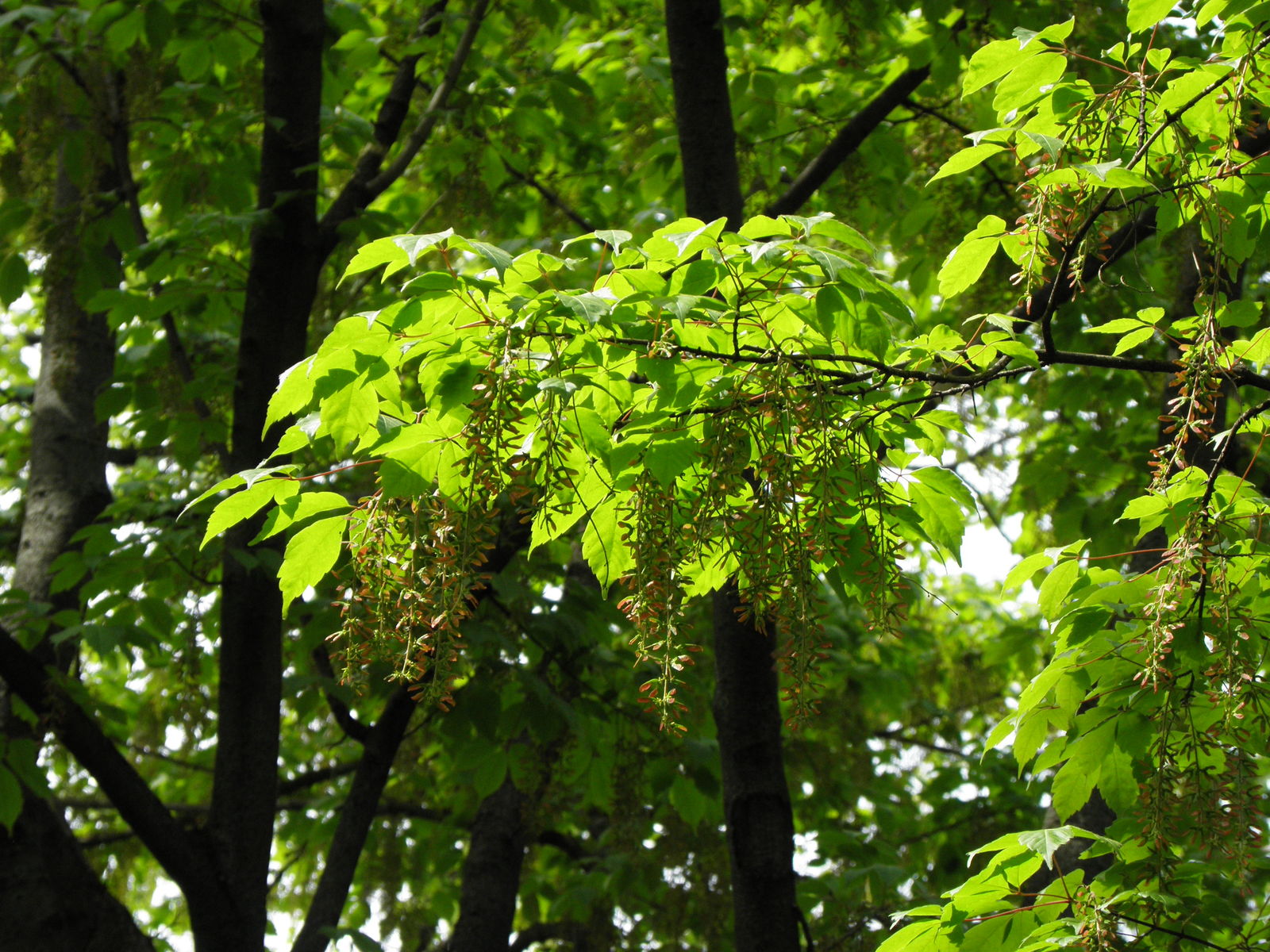 Acer miyabei Maxim. | Plants of the World Online | Kew Science