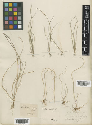 Kew Gardens K000789739:  s.coll. [s.n.] Croatia