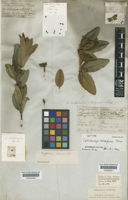 Kew Gardens K000642502:  Cunningham, A. [s.n.] Australia