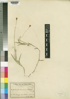 Kew Gardens K000306802:  Baum, H. [s.n.] Angola