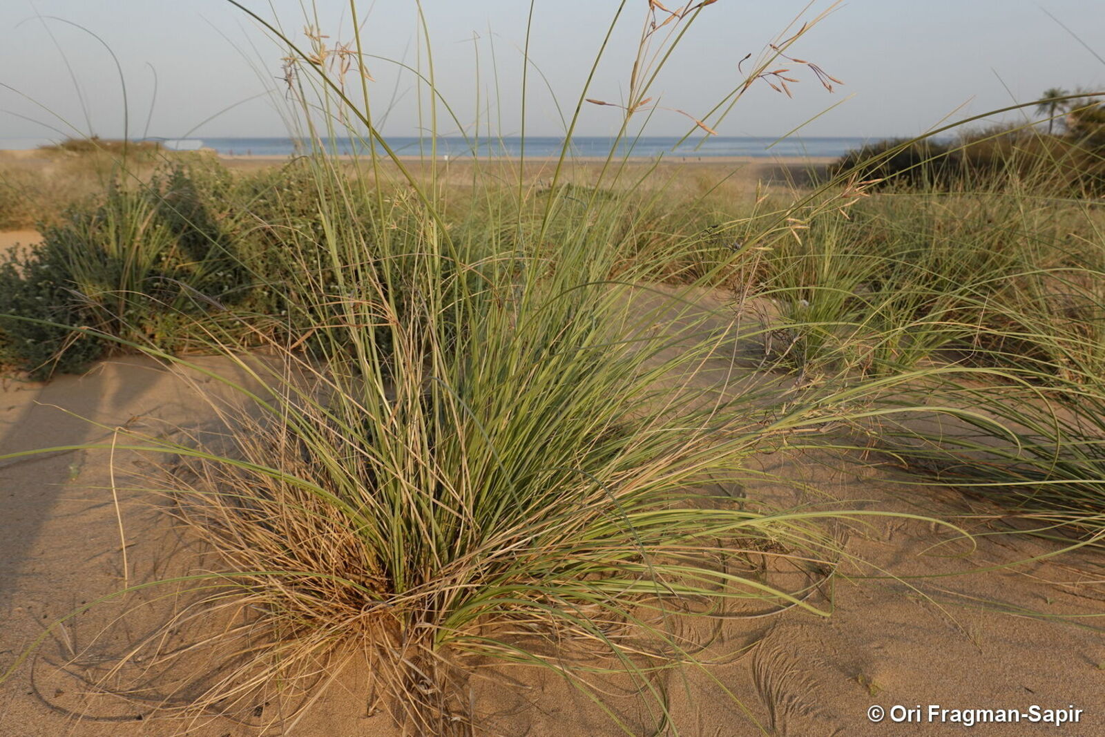 Cyperus Conglomeratus Rottb Plants Of The World Online Kew Science