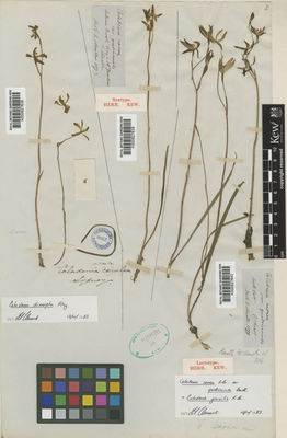 Kew Gardens K000827639:  Mueller, F.J.H.von [s.n.] Australia
