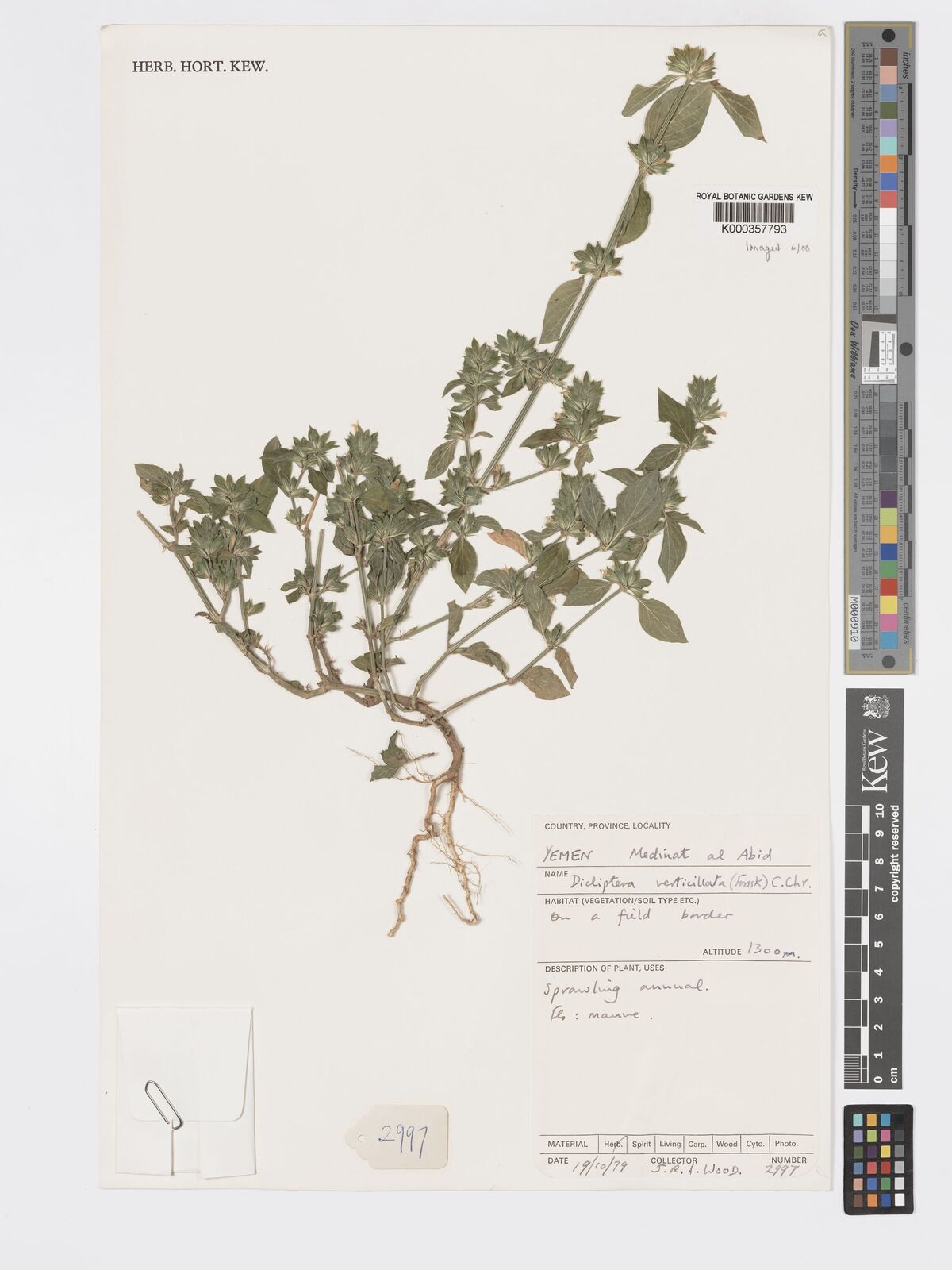 Kew Gardens K000357793:  Wood, J.R. [1997]