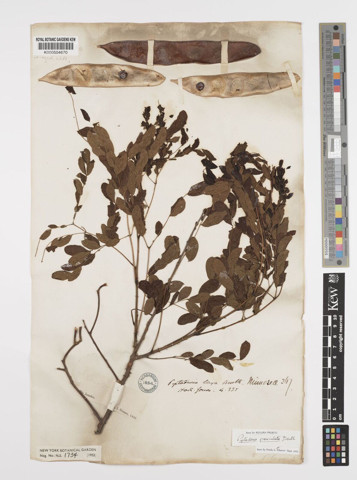Kew Gardens K000504670:  Gomes, A.I. [s.n.] Brazil