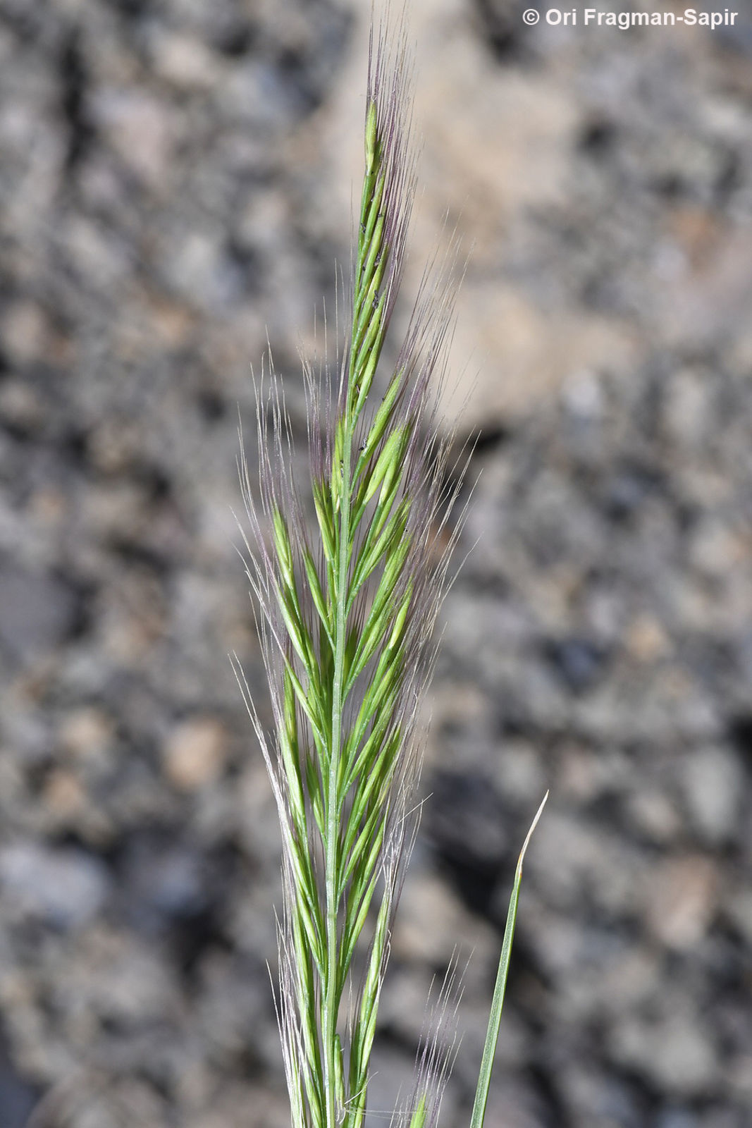 festuca del atlas