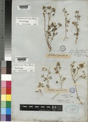 Kew Gardens K000413469:  Drege [s.n.] South Africa